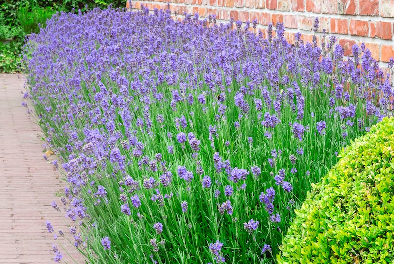 When to Cut Back Lavender Plants: Seasonal Guide