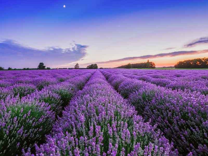 Where to Plant a Lavender Bush for Optimal Growth