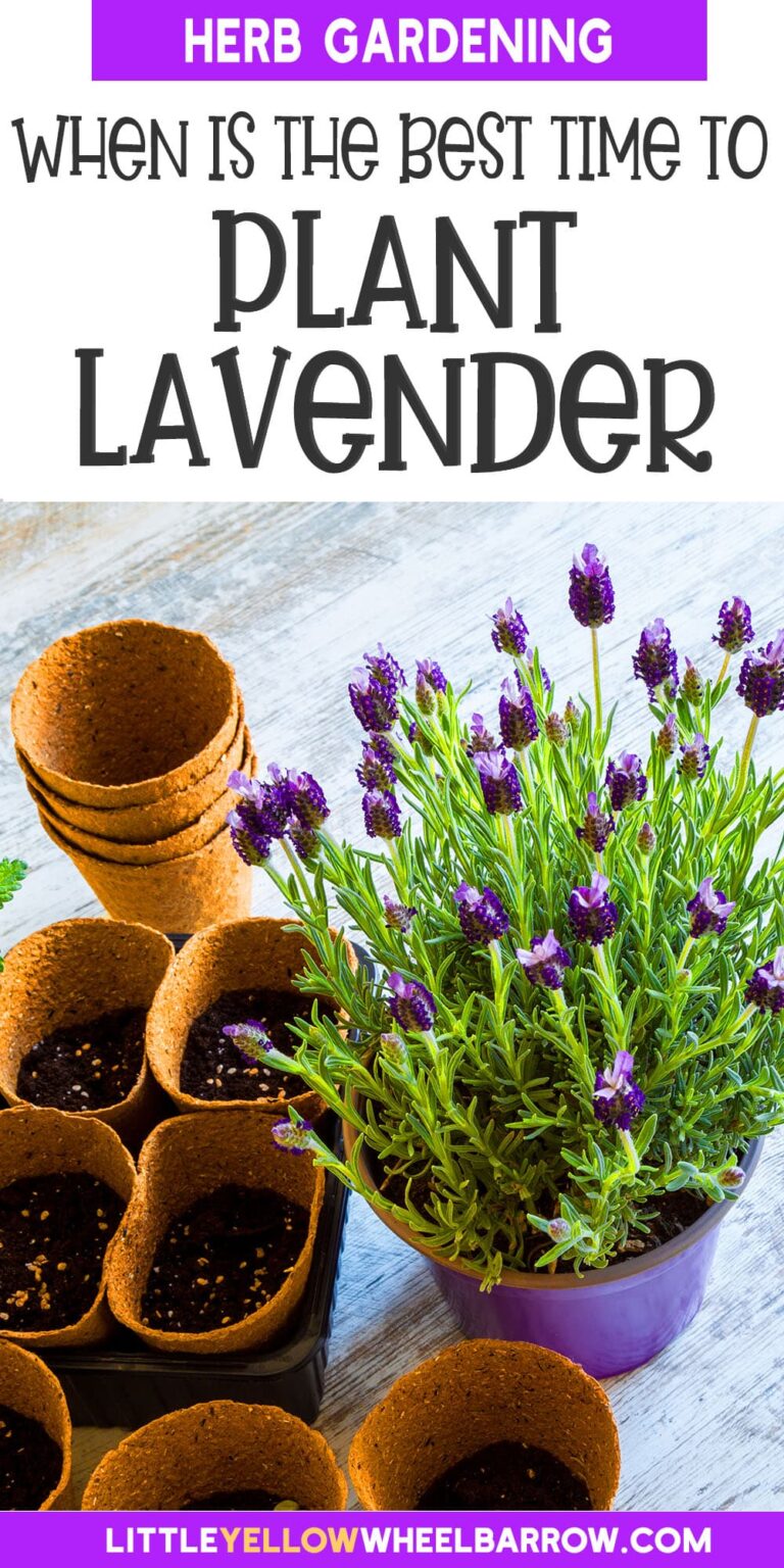 Where to Plant Lavender: Best Locations for Growth