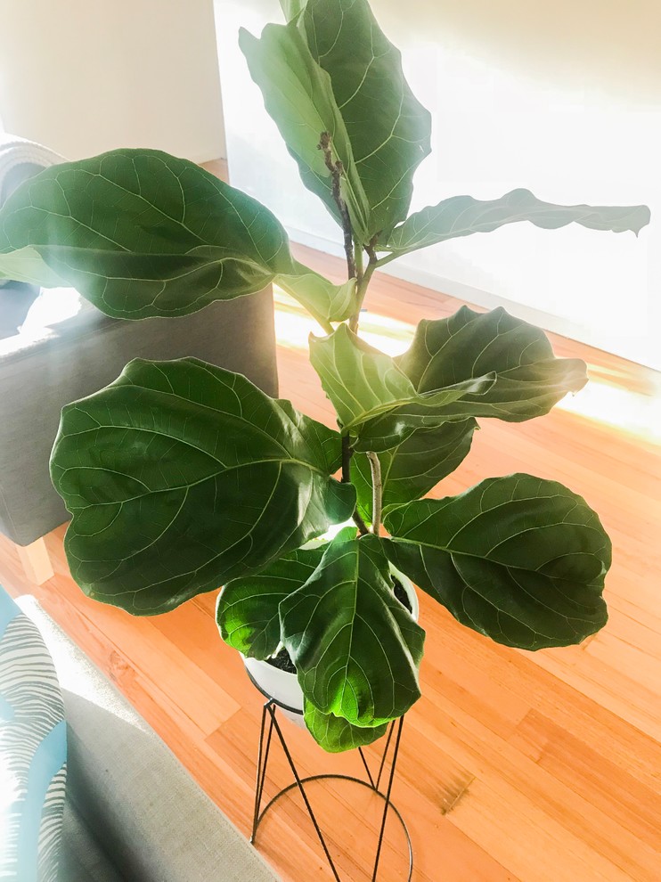 Why Are Fiddle Leaf Fig Leaves Curling Up?