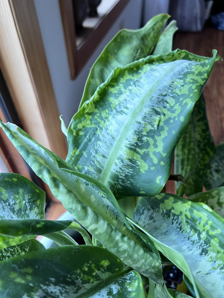 Why Are My Dieffenbachia Leaves Curling? Fixes and Tips