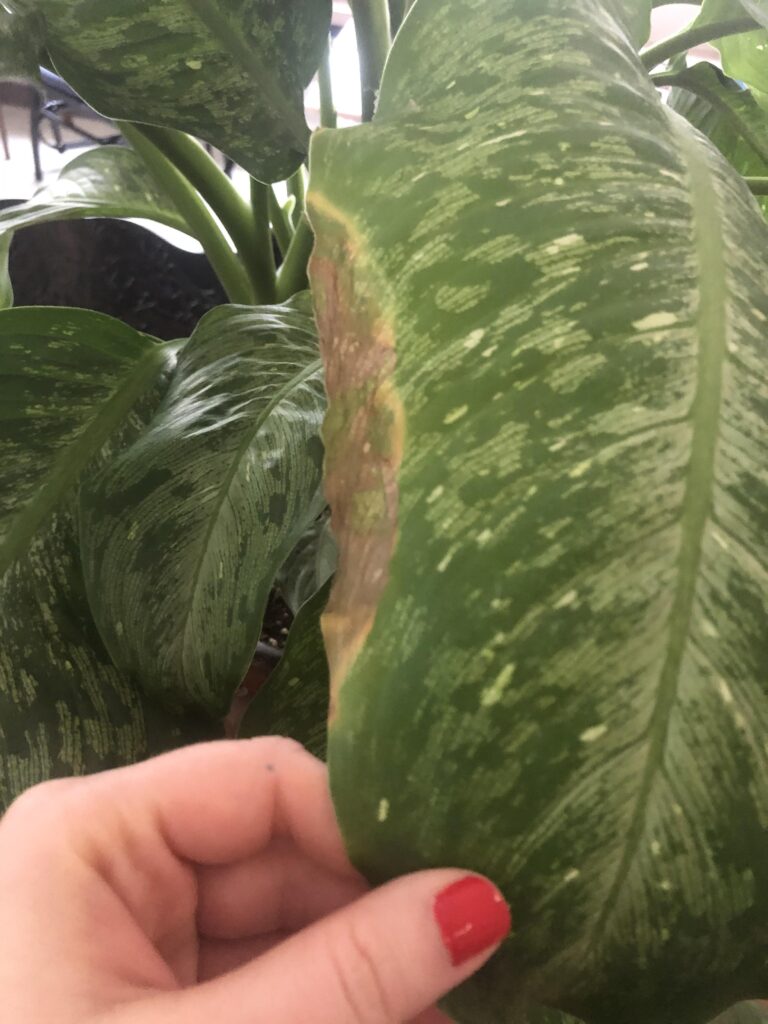 Why Are My Dieffenbachia Leaves Turning Brown?