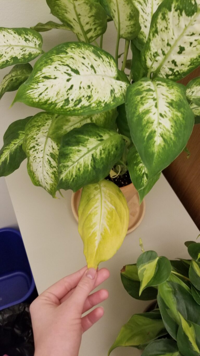 Why Are My Dieffenbachia Leaves Turning Yellow?