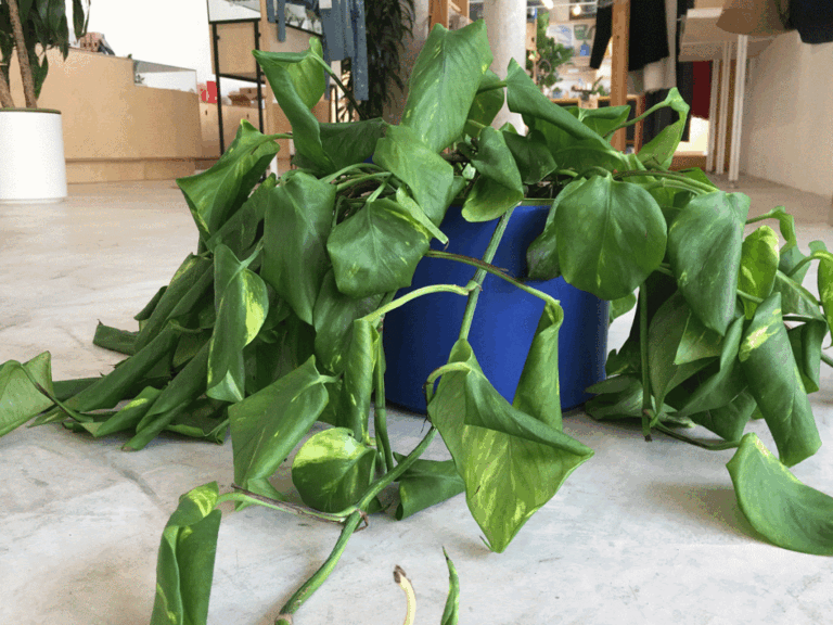 Why Are My Pothos Leaves Curling? Fixes