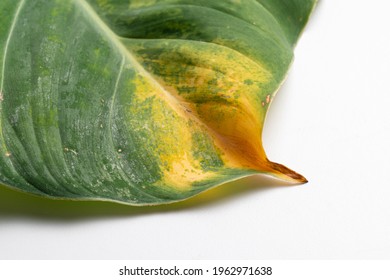 Why Are Philodendron Leaves Turning Yellow?