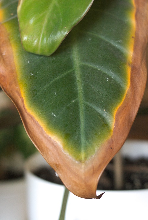 Why Do Philodendron Leaves Have Brown Tips?