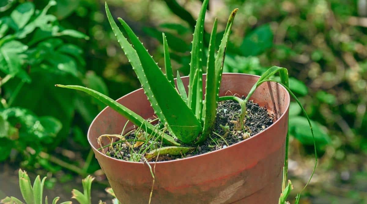 Why Is My Aloe Vera Plant Drooping? Causes & Fixes