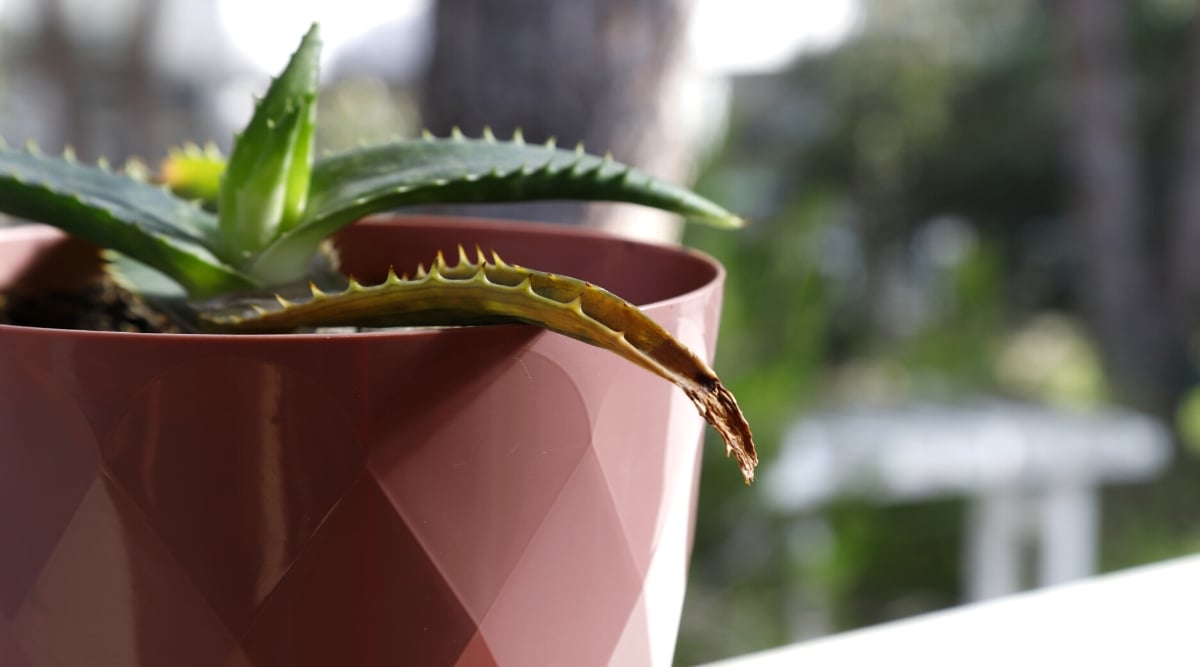 Why Is My Aloe Vera Plant Turning Black?