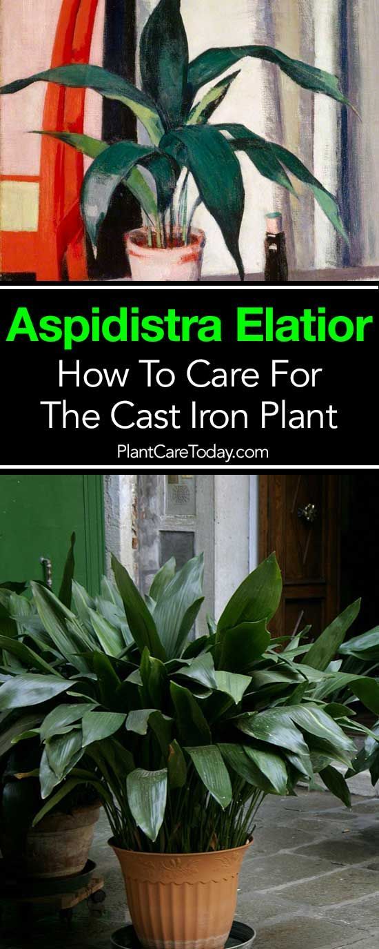 Why Is My Cast Iron Plant Drooping?