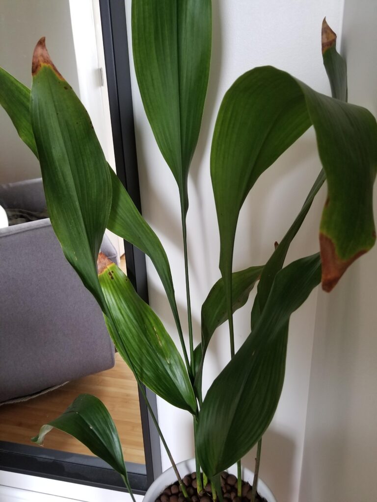 Why Is My Cast Iron Plant Dying?