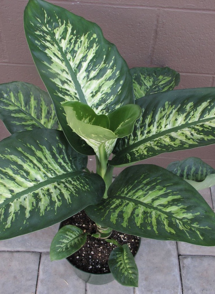 Why Is My Dieffenbachia Leggy? Solutions and Tips