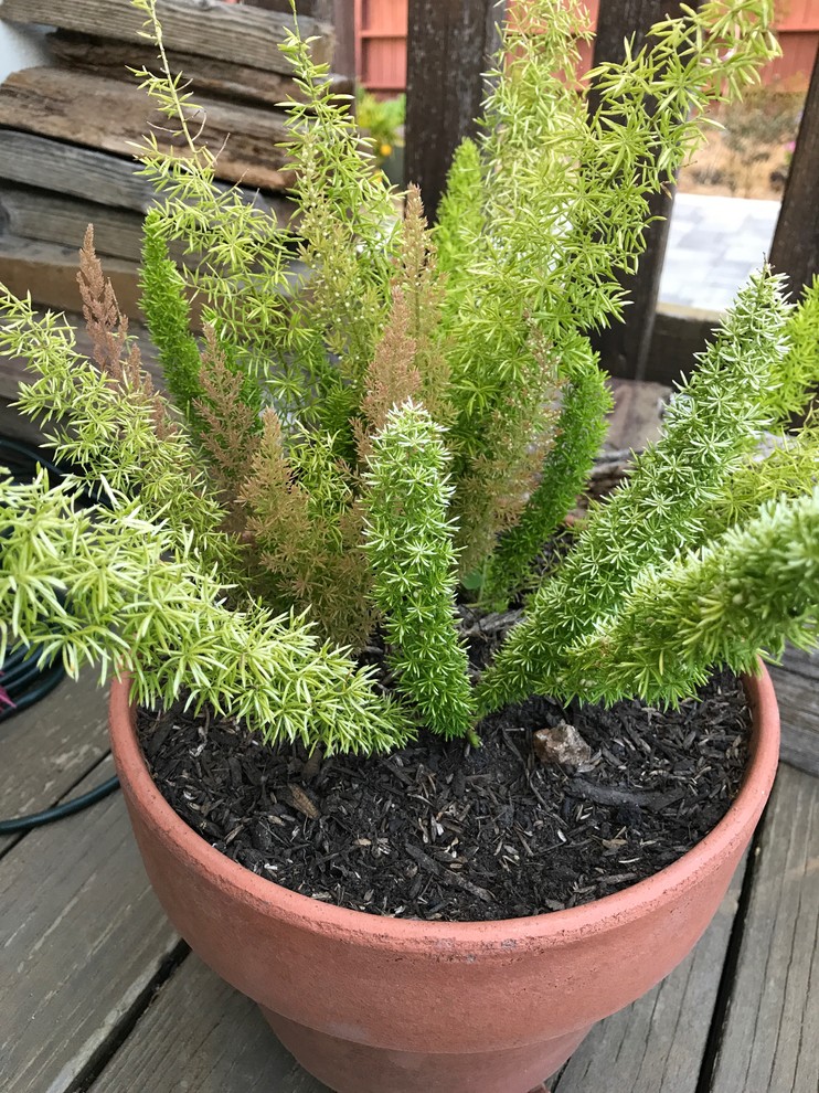 Why Is My Fern Turning Brown? Causes & Fixes