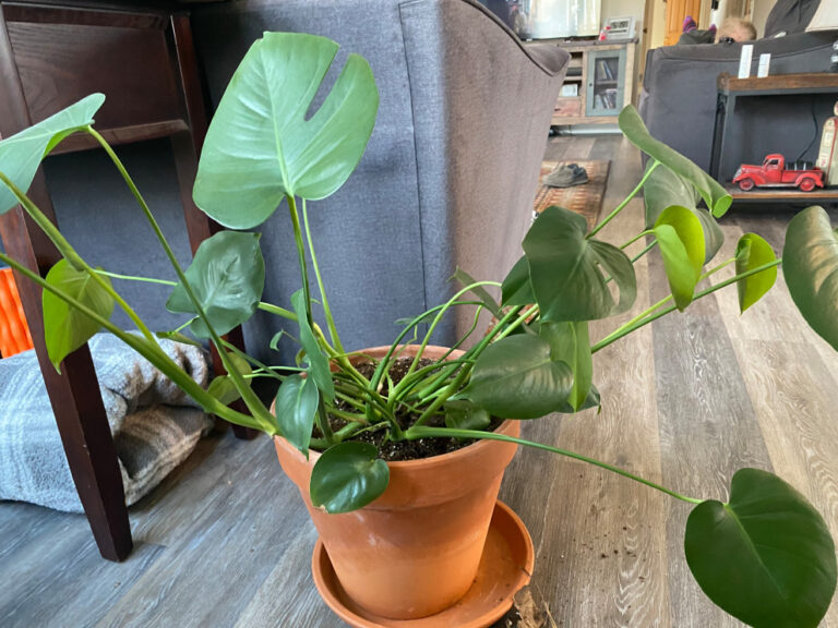 Why Is My Monstera Plant Drooping? Fixes Here