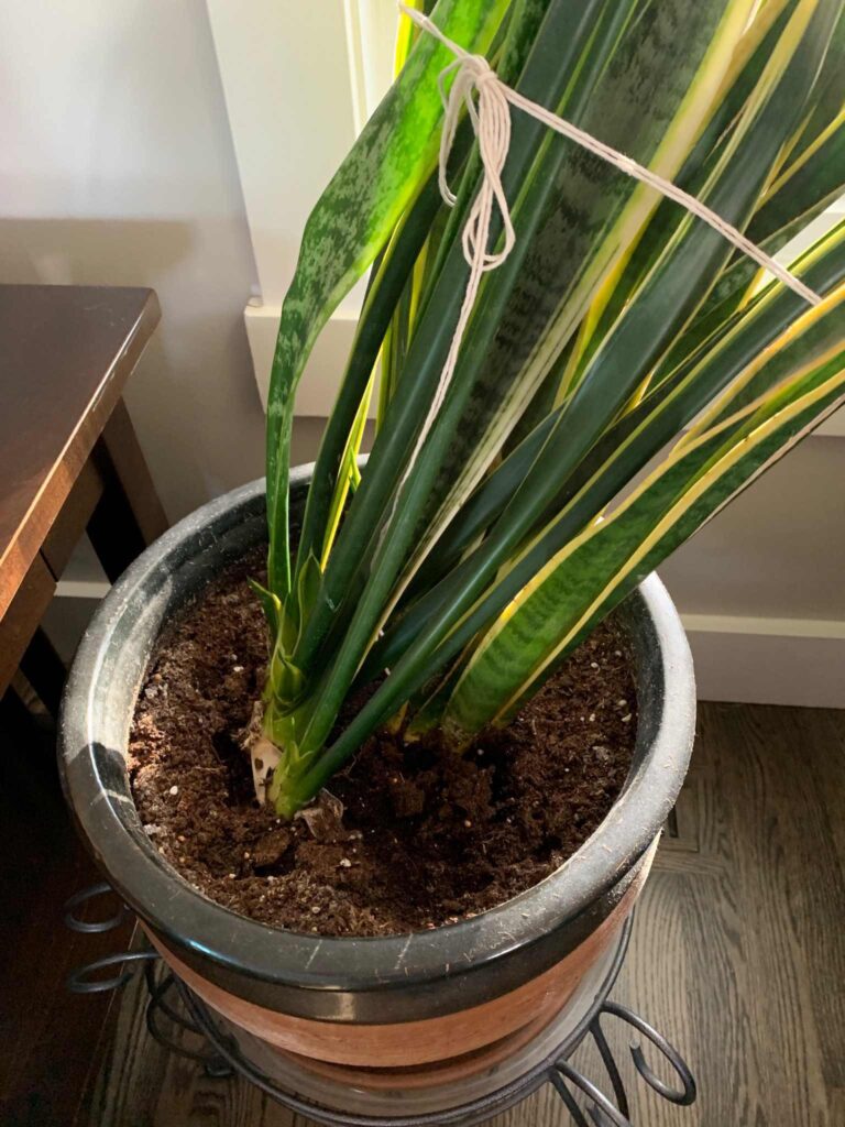 Why Is My Snake Plant Growing Sideways? Fixes