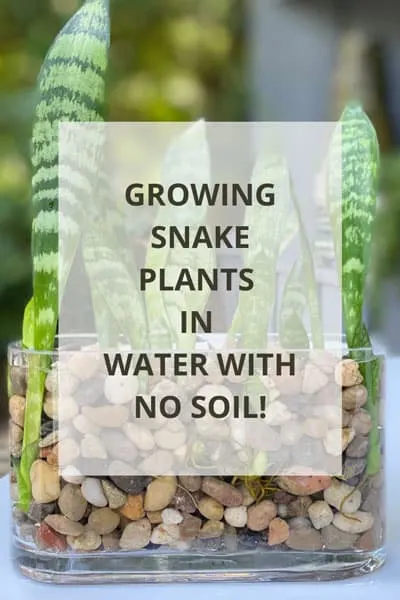 Why Is My Snake Plant Not Growing? Solutions