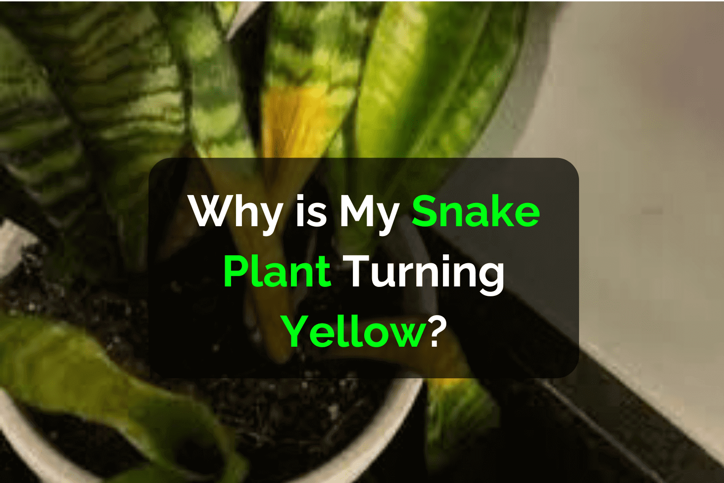 Why Is My Snake Plant Turning Yellow? Solutions