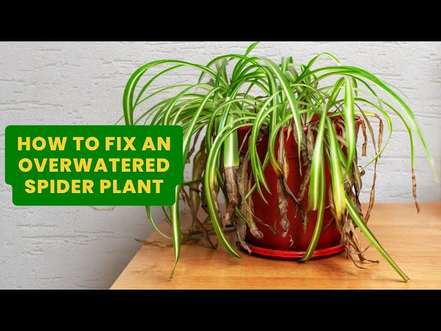 Why Is My Spider Plant Falling Over? Fixes and Tips