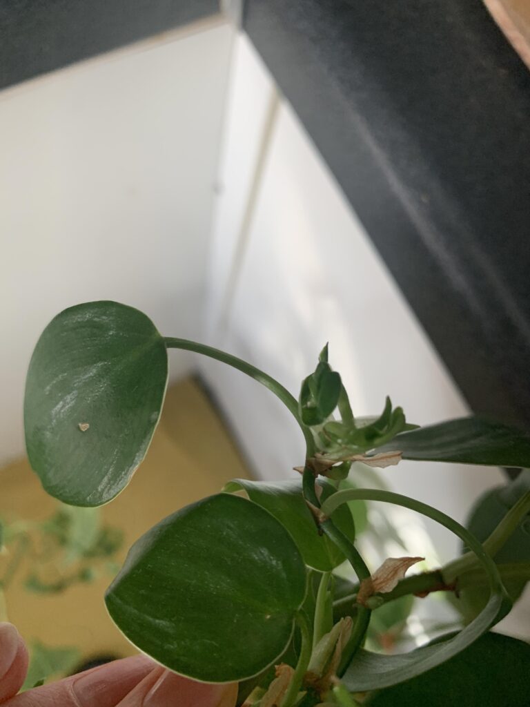 Why Isn't My Philodendron Growing New Leaves?