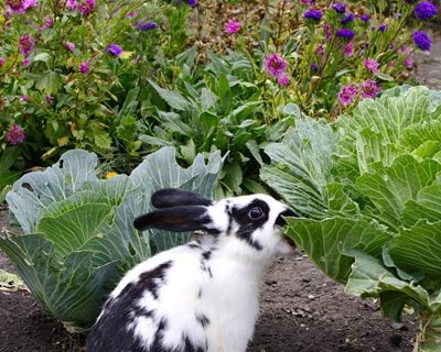 Will Rabbits Eat Lavender Plants? Garden Protection