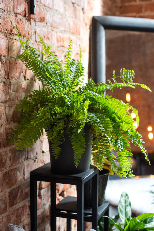 Winter Care for Fern Plants: Key Strategies