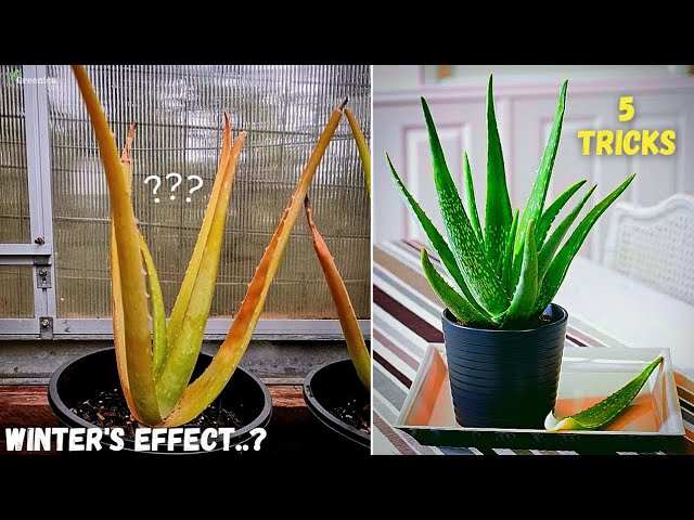 Winter Care Tips for Your Aloe Vera Plant