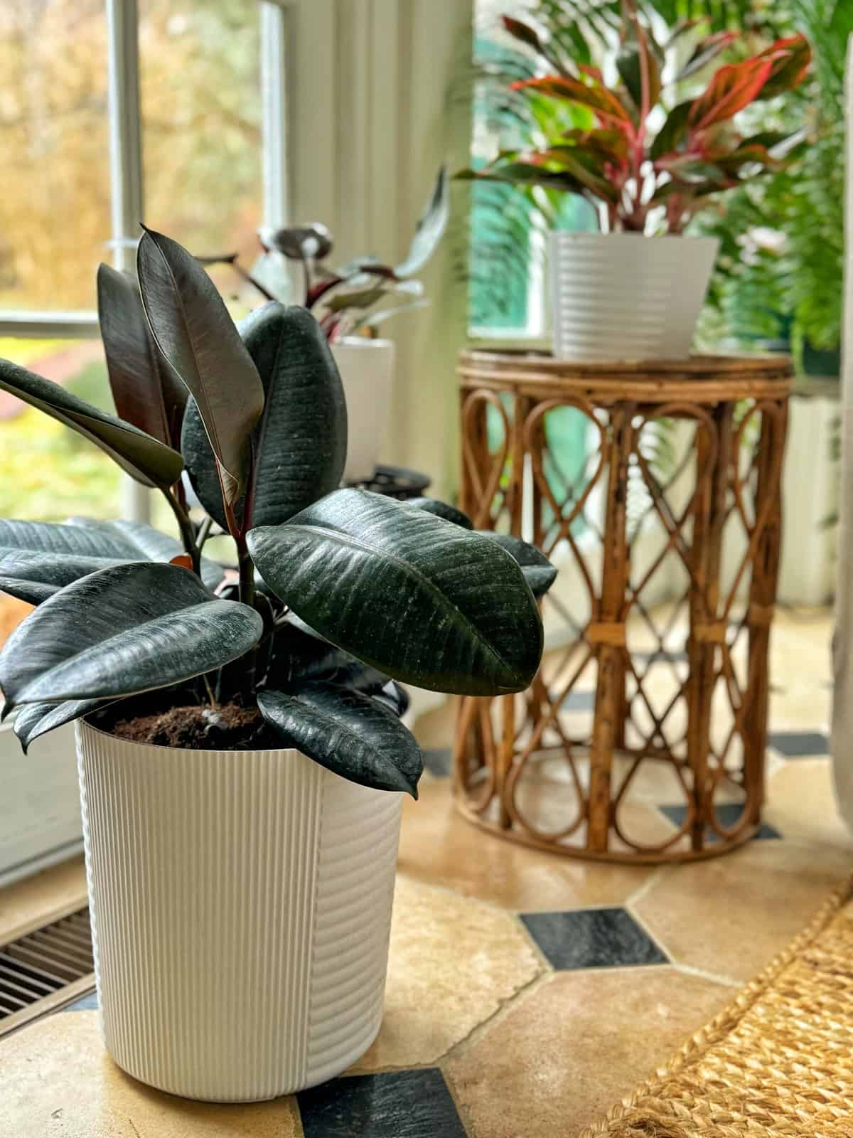 Winter Care Tips for Your Rubber Plant