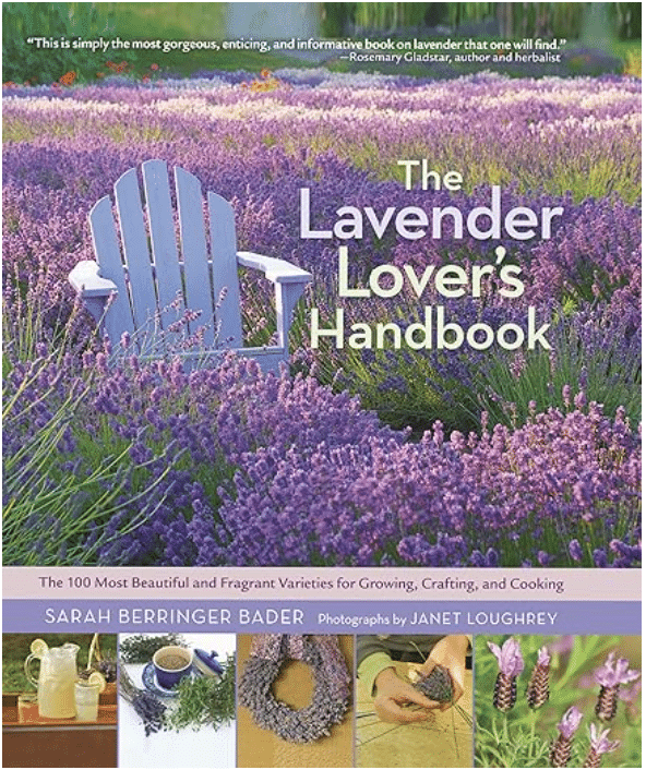 Winterizing Lavender Plants: Cold Weather Care