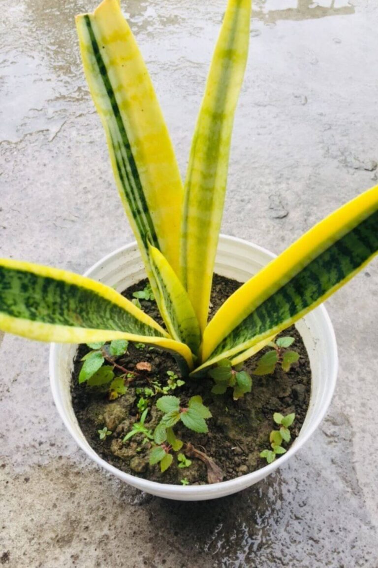 Yellow Edges on Snake Plant Leaves: Causes