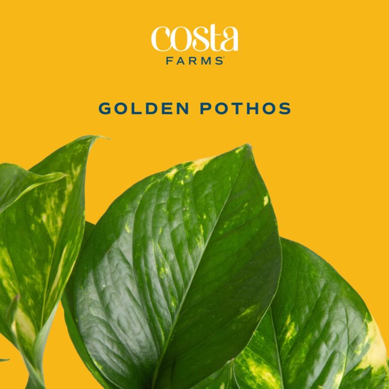 Yellow Pothos Leaves: Causes and Solutions