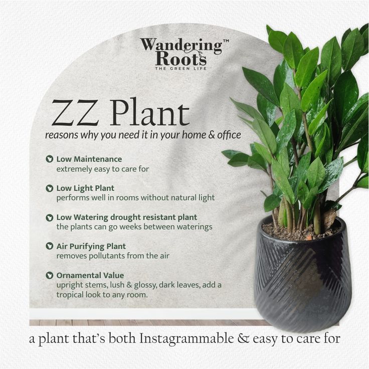 ZZ Plant as an Air Purifier: Benefits Explained