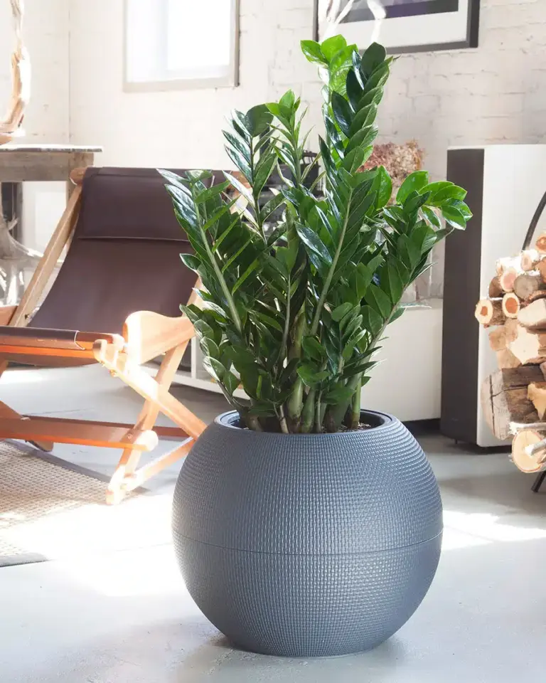 ZZ Plant Benefits: Enhancing Your Home Environment