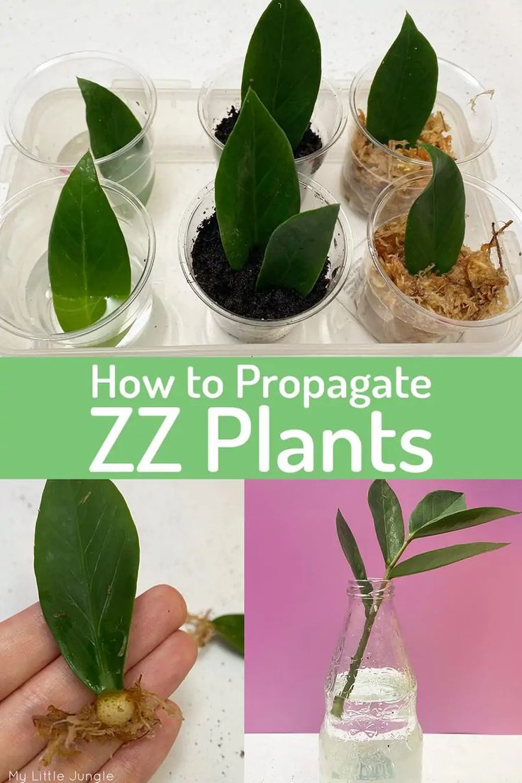 ZZ Plant Cutting Propagation: A Step-by-Step Guide