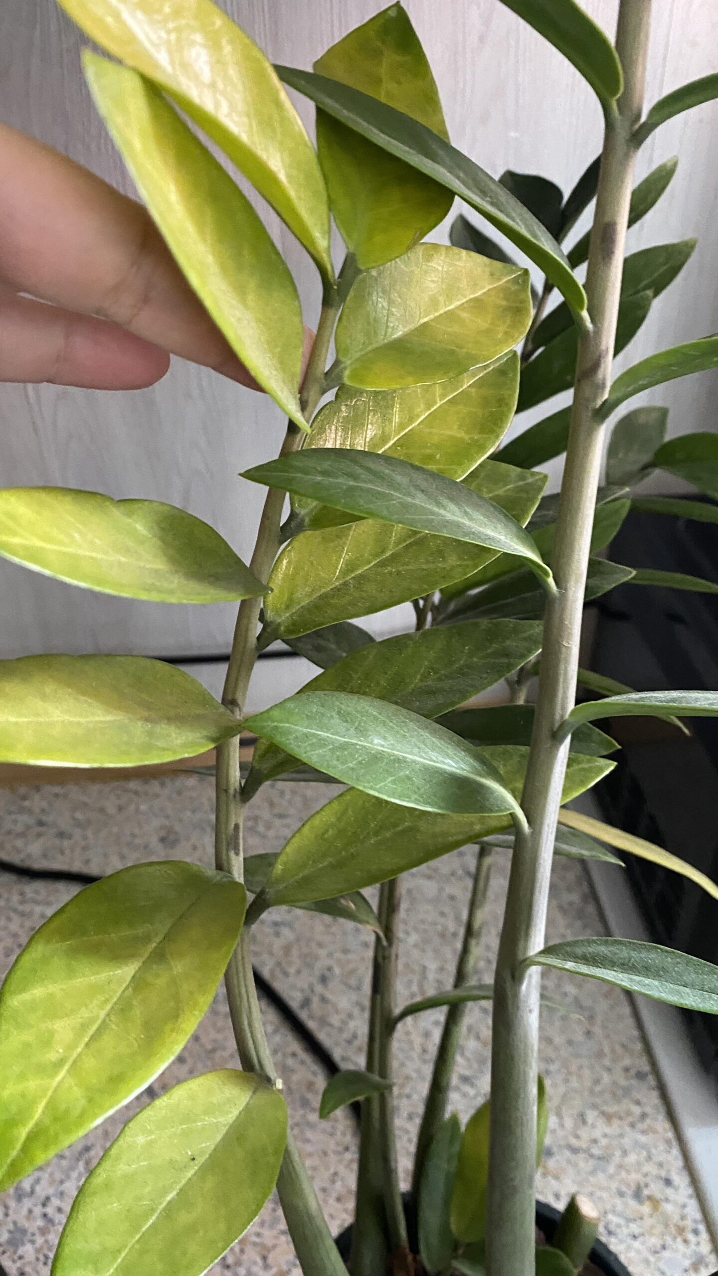 ZZ Plant Leaves Curling: Causes and Fixes