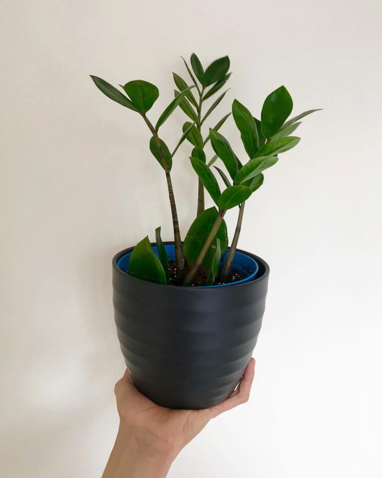 ZZ Plant Repotting: When and How to Do It