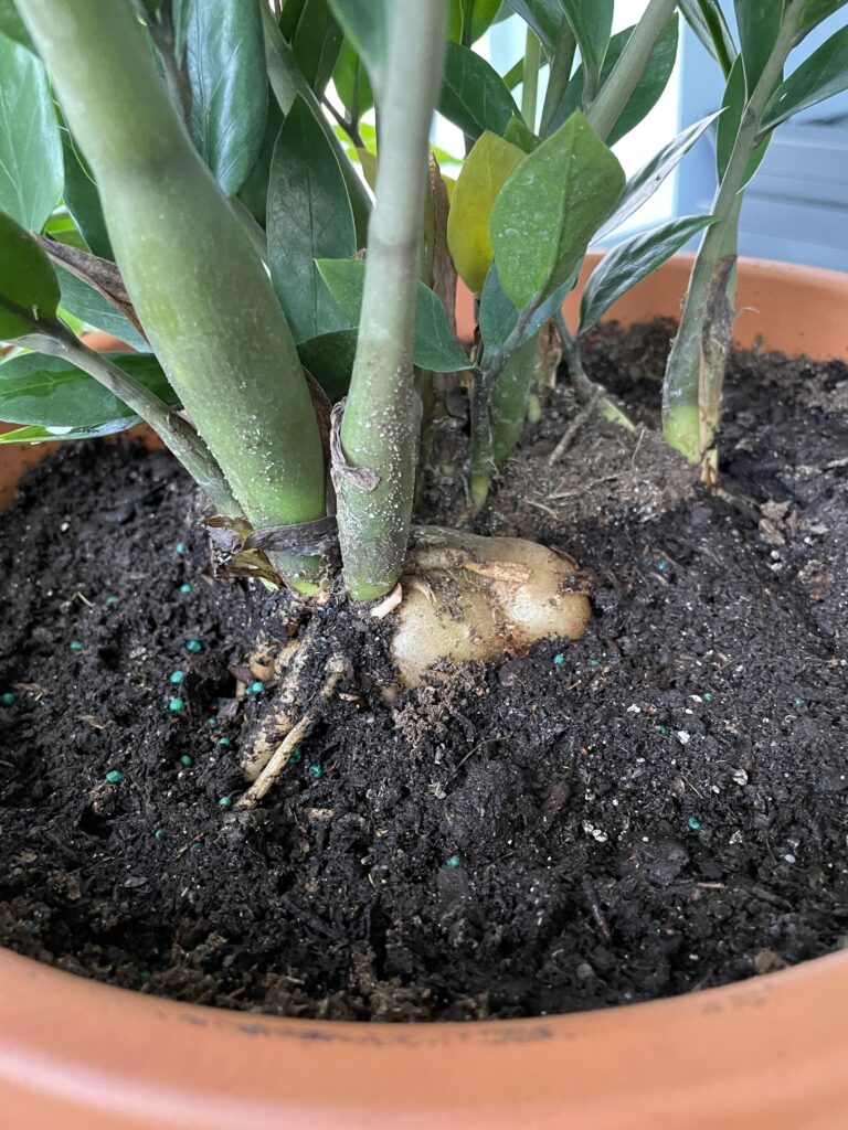 ZZ Plant Root Bulb: Understanding Rhizomes