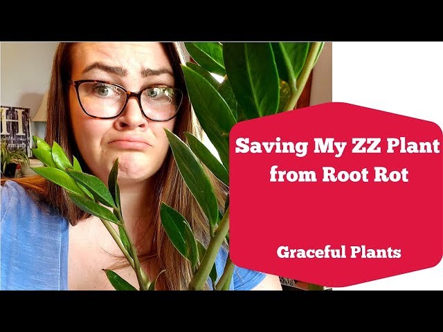 ZZ Plant Root Rot: Prevention and Treatment