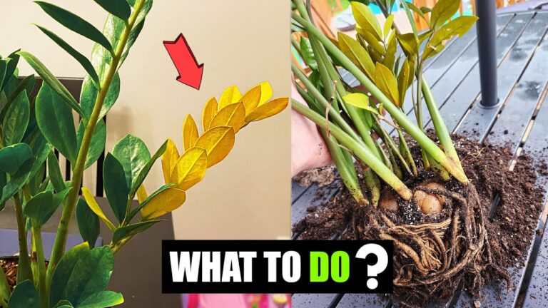 ZZ Plant Stems Falling Over: Causes & Fixes