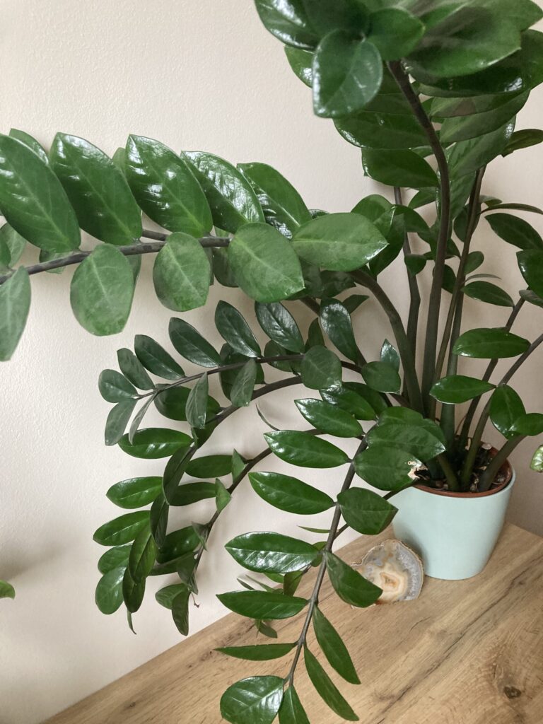 ZZ Plant Sunlight Needs: How Much is Enough?